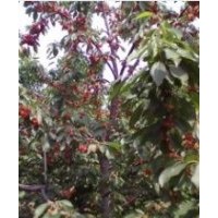 樱桃树，苹果树，8公分山楂树，桃树，梨树，柿子树，皂角，国槐