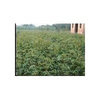 花椒苗价格-山西花椒苗批基地发价格