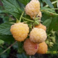 黄树莓