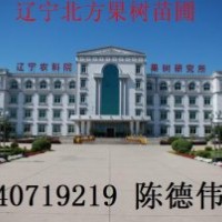 南国梨苗2元一株