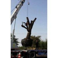 枣树苗哪家好河北枣丰枣树苗