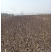 中国枣苗看沧州枣苗就选枣丰枣树苗