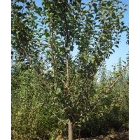 供应苹果树//山楂树//桃树//杏树//梨树//枣树//柿子树