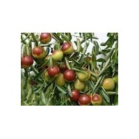 供应枣树，占地枣树，山西枣树，枣树价格