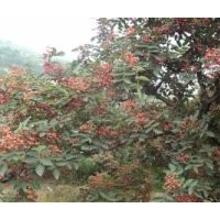 优质韩城大红袍花椒苗