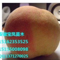 浙江温州优质水蜜桃新品种树苗