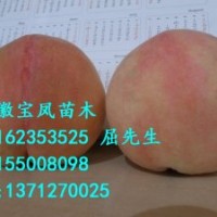 2013年温州阜阳桃树苗有哪些新品种