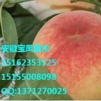 郑州果树研究所|郑州桃树苗新品种