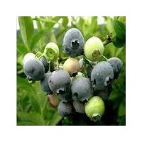 蓝莓基地//蓝莓种植技术