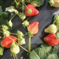 大量供应优质草莓苗