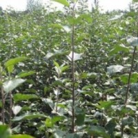 供应山西优质核桃苗苹果苗山楂苗桃树苗