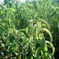 1米以上成品核桃苗、山楂苗、桃树苗、枣树苗