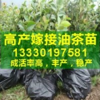 ★四川油茶树苗|油茶树产业化种植|油茶高产品种栽培