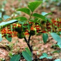 供应优质核桃苗，薄皮核桃苗，核桃苗价格