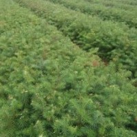 柳州杉树丰产种植技术