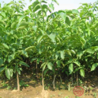 供应今年核桃苗，核桃树各种规格