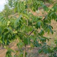 供占地核桃苗4-5-6-7-8-9-10公分核桃树