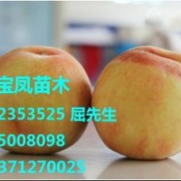 安徽阜阳优质桃树苗新品种