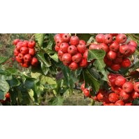 供3-4公分山楂树5-6公分山楂树7-8公分山楂树
