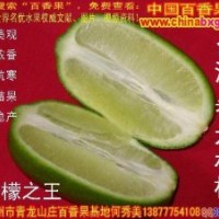 四季挂果的台湾香水柠檬种苗供应