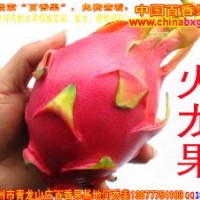 供应台湾特甜红肉白肉火龙果种苗