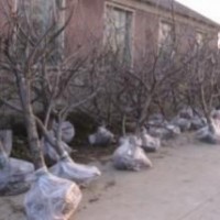 山西占地樱桃树、占地梨树、占地枣树