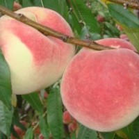 供应冬桃苗，杨梅苗，樱桃苗，桂花苗，平安树苗等