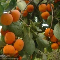 柿子苗：胎里红、八月红、大盘柿、日本甜柿、板柿、磨盘柿、牛心