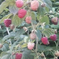 急售树莓苗