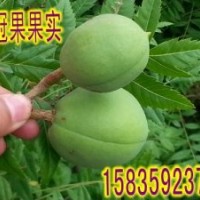 供应文冠果苗木，1-3年文冠果苗，30公分-1.5米文冠果苗批发