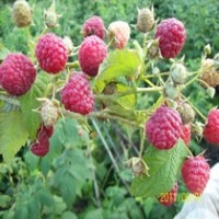 美国红树莓