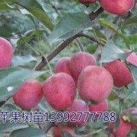陕西苹果苗/甘肃苹果苗/宁夏苹果苗