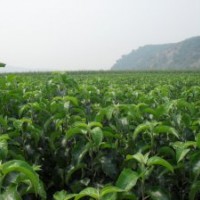 苹果梨苗吉林梨树苗