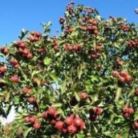 山楂苗基地价格