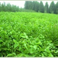 核桃苗！核桃树苗-薄皮核桃苗