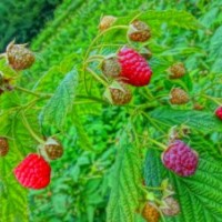 吉林树莓 树莓苗 树莓种植 双季树莓苗 灯笼果苗 黑加仑苗