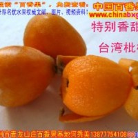 供应台湾超大果甜枇杷种苗