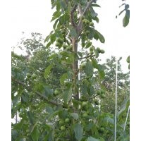 供应果树苗木金世纪、萌、夏红、珊夏、信浓红、意大利早红、富红