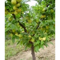 3-10公分桃树 杏树 山楂树 苹果树 核桃树