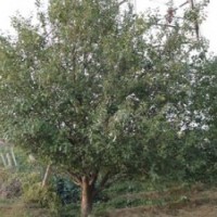 长期出售各种规格八棱海棠树