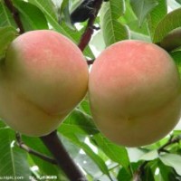 桃树苗批发|桃树苗种植技术
