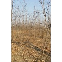 最新枣树苗价格枣树苗批发