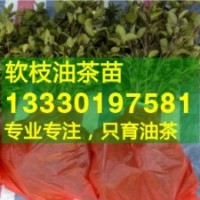 湖南省怀化市高产油茶苗,中方,沅陵,辰溪县嫁接油茶树苗价格