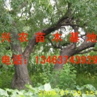 观景枣树