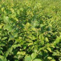 核桃苗，早实核桃苗，山东核桃苗