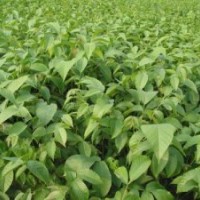 供应占地核桃苗，核桃苗价格，山西占地核桃苗价格