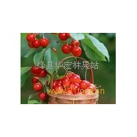 供应5-6公分的樱桃树，7-8公分的樱桃树