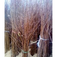 杏树苗早熟品种