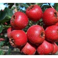 供3-4公分山楂树5-6公分山楂树7-8公分山楂树