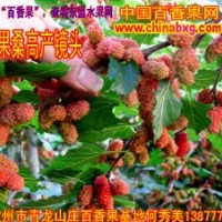 高产量的台湾四季大果桑椹苗